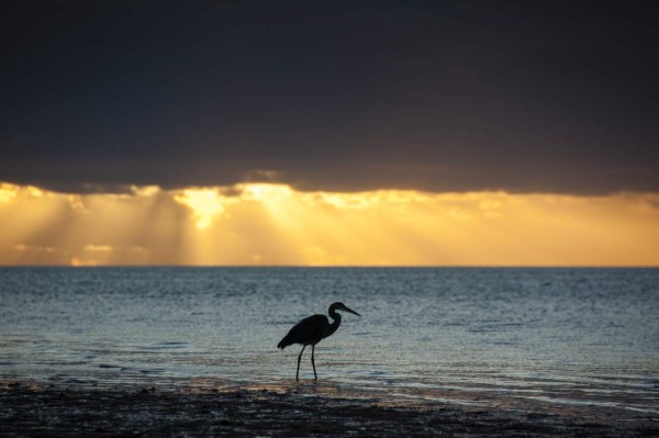 El Miami más salvaje