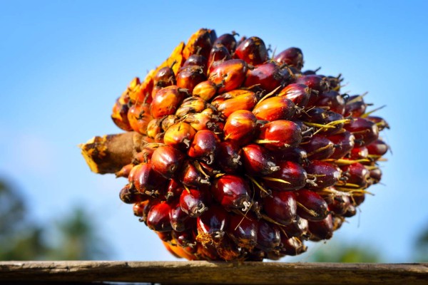 En construcción primera planta de biodiésel y vitaminas