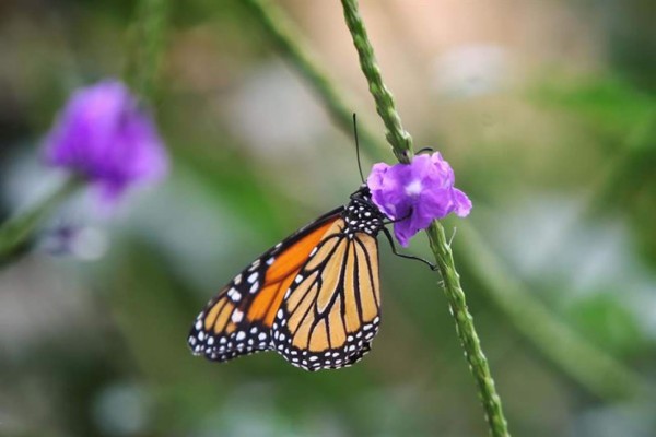 Científicos avanzan en el conocimiento sobre la coloración de las mariposas