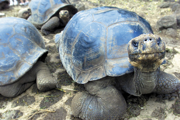 La evolución de Charles Darwin