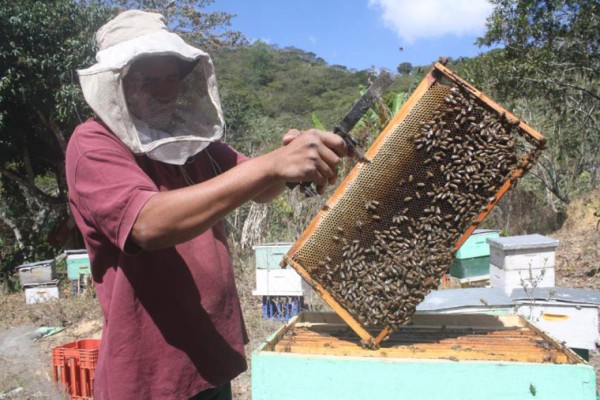 Repunta la produción apícola por diversificación del sector