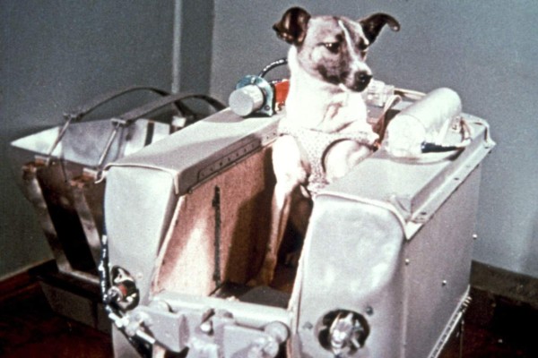 Laika, la perra que hace 60 años abrió las puertas del espacio