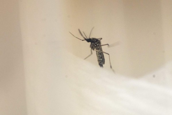 El Salvador lanza una campaña para evitar el aumento de muertes por dengue