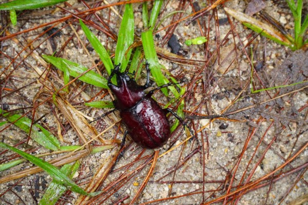 ¡Aventura en Santa Rosa! cuna del buen café y clima exquisito