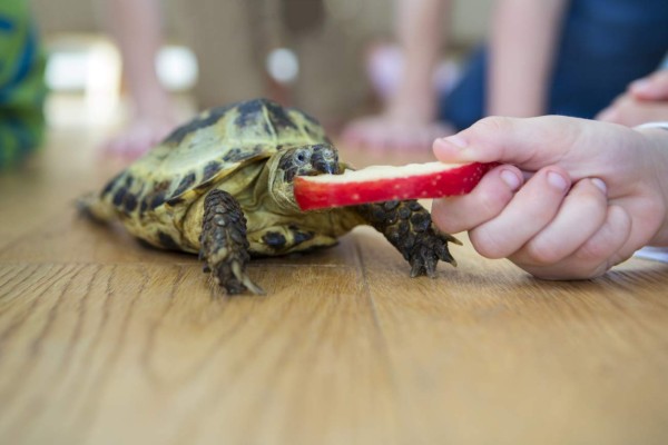 Las tortugas que se tienen como mascotas siguen propagando la salmonella