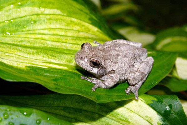 Detienen a contrabandistas con unas patas de osos y genitales de rana