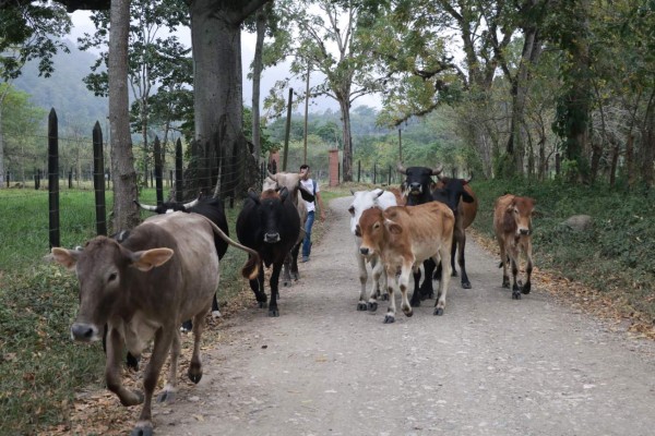 Ruta 504: Santa Bárbara, tierra de artesanos del junco y la palma