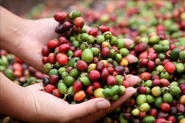Libra de café de La Paz, Honduras, alcanza precio récord de $35.10
