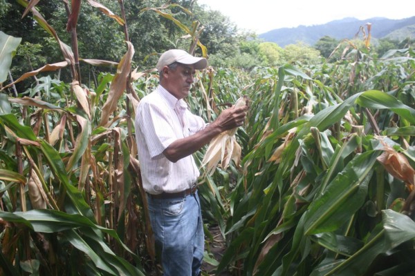 EEUU aporta L138 millones a sector productivo hondureño