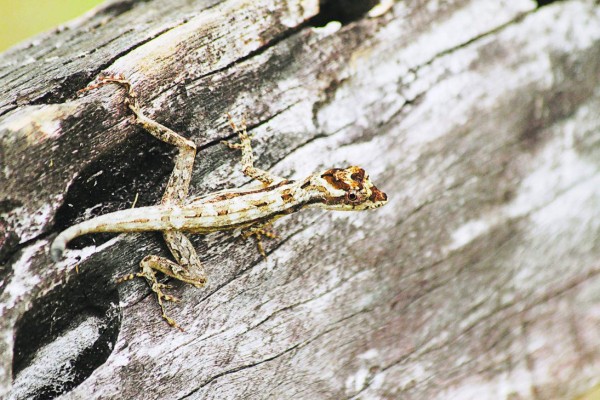 Río Tinto, el último pulmón verde para los apasionados de las aves