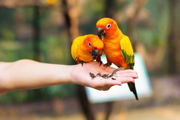 Cuidados especiales para los loros