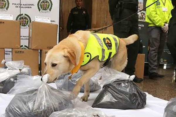 Detienen en Bogotá pareja colombiana que llevaba 10 kilos de cocaína a España