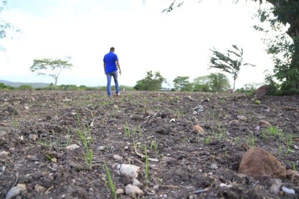 La importación de arroz crecerá en más de 250 mil quintales