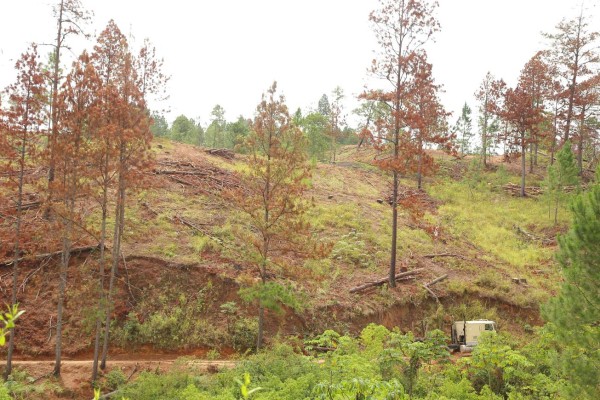 Gorgojo ya afecta 124,000 hectáreas de bosques de pino de Honduras