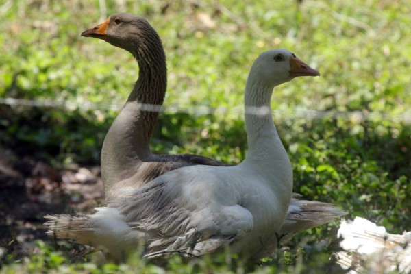 Trinidad, un pueblo con encanto y cultura de Santa Bárbara