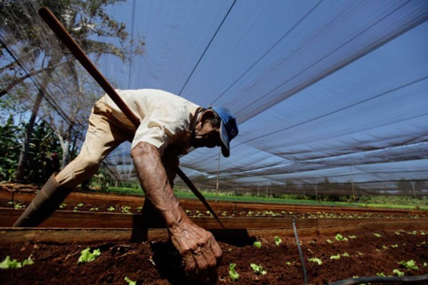 SAG prepara nuevo censo agropecuario