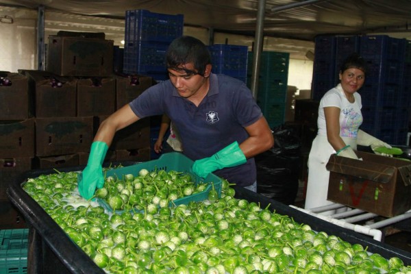 'Economía debe crecer para reducir peso tributario”