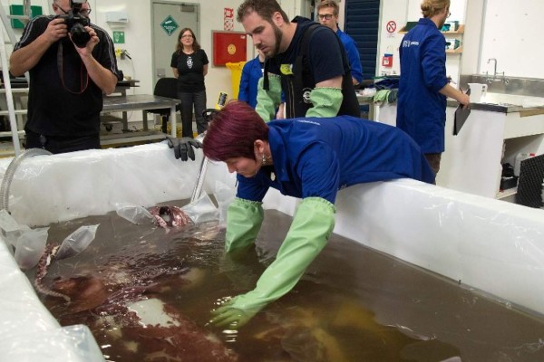 Hacen autopsia a calamar colosal de 350 kilos, tres corazones y grandes ojos