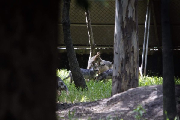 Zoológico acoge siete crías del amenazado lobo mexicano