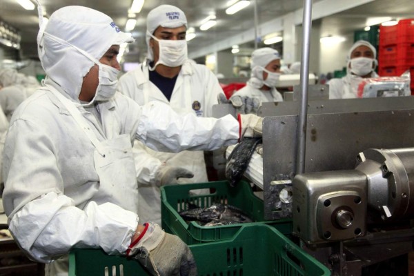 La tilapia ocupa el puesto 15 en la escala exportadora hondureña