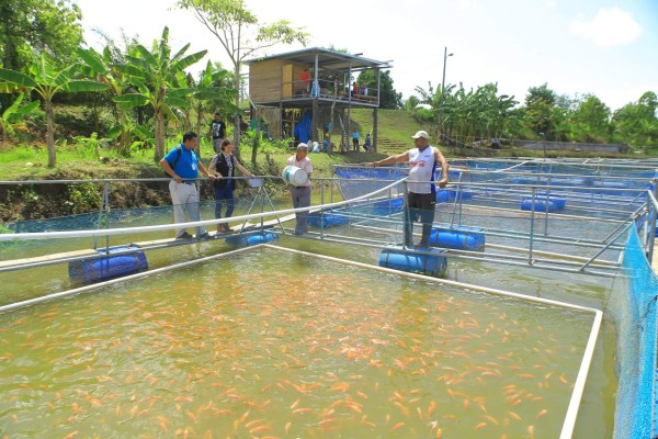 Honduras en el ”top” 20 de producción de tilapia