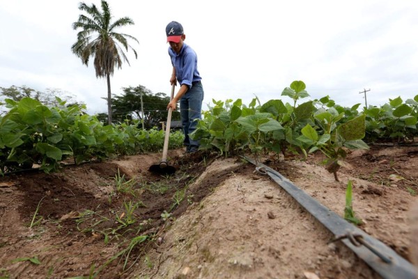 ONU destina L48 millones para afectados por la sequía en Honduras