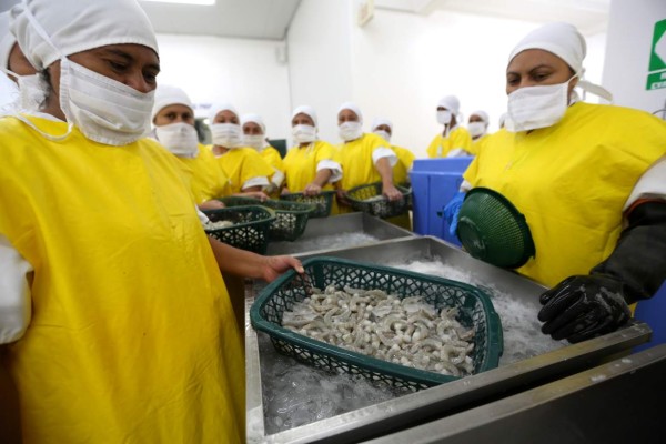 Sequía amenaza con estancar la producción camaronera