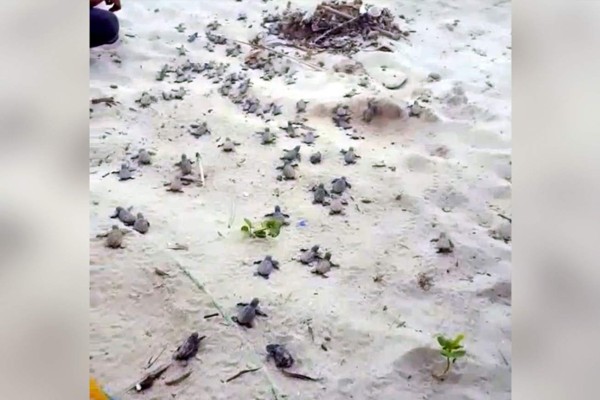 Video: Nacen más de 300 tortugas amenazadas de extinción en Punta Sal