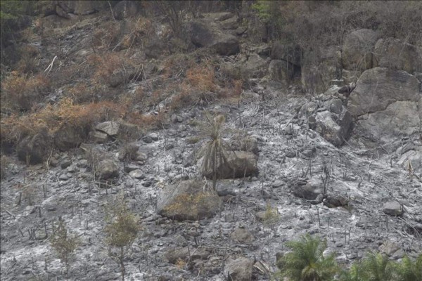 Honduras al borde de una hambruna por severa sequía  