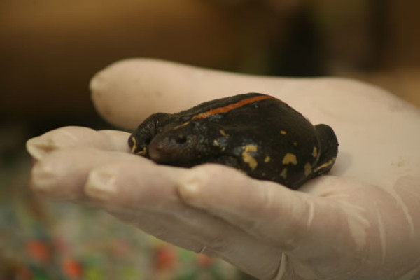 Honduras: Especie con cuerpo de tortuga y rana