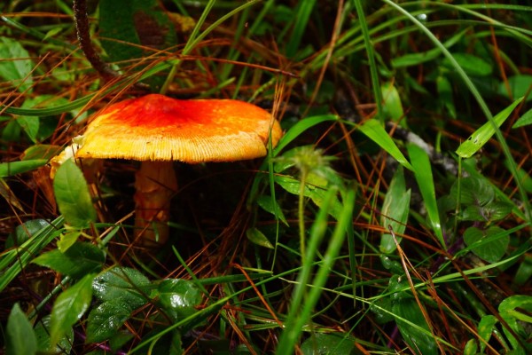 ¡Aventura en Santa Rosa! cuna del buen café y clima exquisito