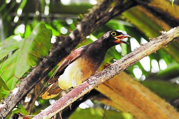 Río Tinto, el último pulmón verde para los apasionados de las aves