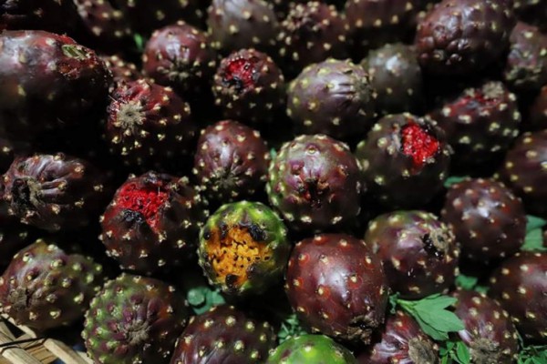 La pitaya, el exótico tesoro escarlata que nace en los campos de Jalisco