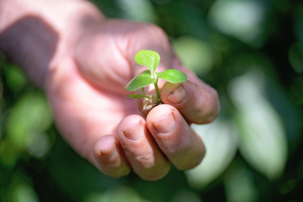 Bosques latinoamericanos buscan entrar en mercados de carbono