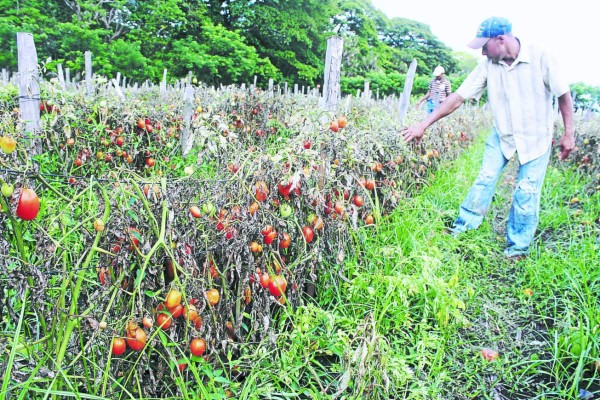 Honduras: Darán prioridad a afectados por sequía en 64 municipios