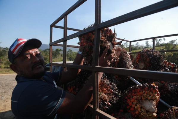 Bajos precios asustan a los productores de aceite de palma