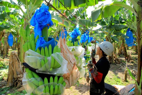 Mal de Panamá amenaza a las fincas bananeras de Honduras