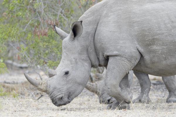 Científicos logran fecundación in vitrio de rinoceronte blanco para salvar la especie