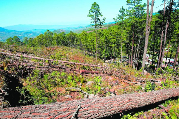 Más de 30 alcaldías se declaran en emergencia por el gorgojo