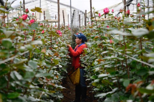 Ecuador se lanza a conquistar mercado de San Valentín