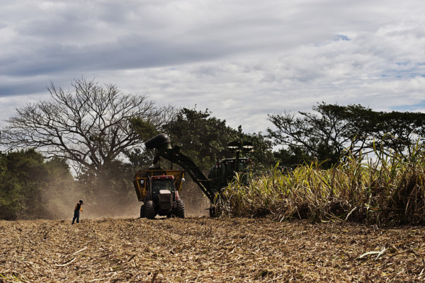 Azucareros exportarán 200,000 quintales a nuevos destinos