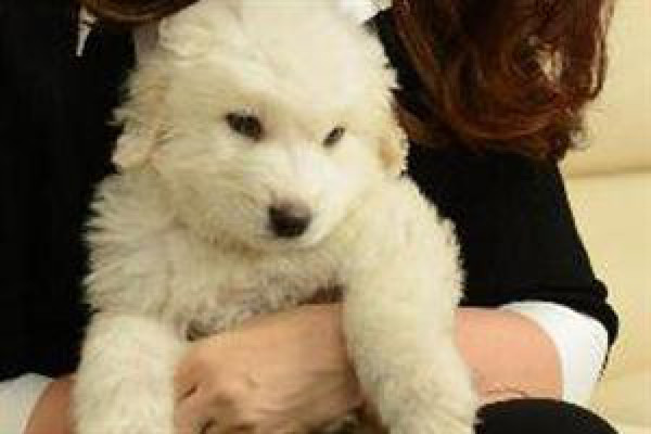 Simón, el perro prometido por Chávez a Kirchner, causa furor en redes sociales