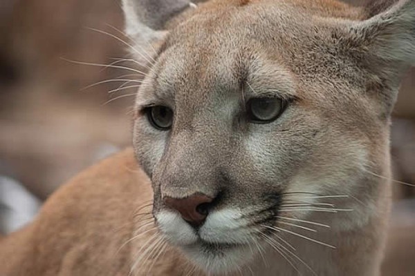 Un hombre asfixia a un puma tras brutal pelea en Colorado