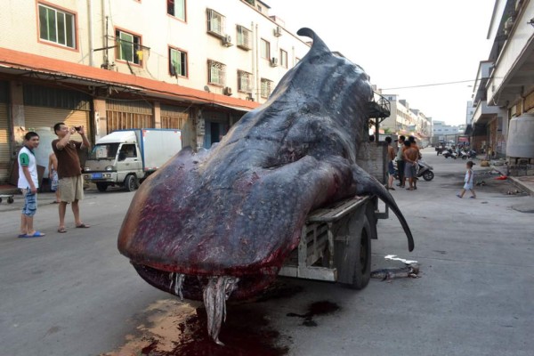 Capturan a tiburón ballena en peligro de extinción