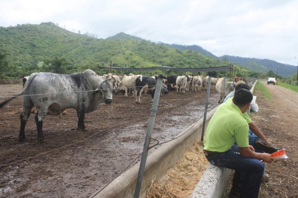 Represa El Tablón beneficiará a 1.5 millones de hondureños