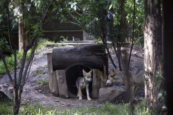 Zoológico acoge siete crías del amenazado lobo mexicano