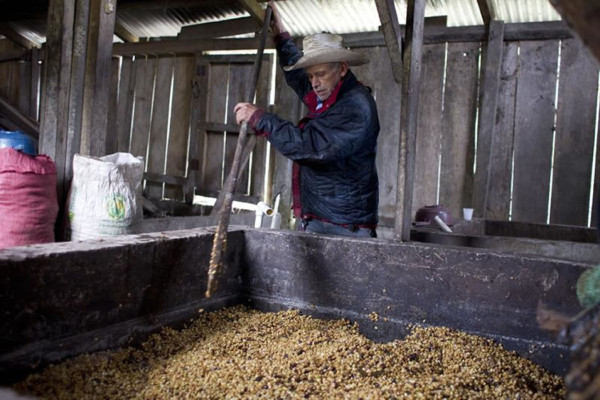 Productores hondureños de café piden mayor asistencia para combatir la roya