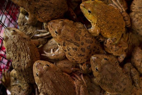 Las ranas deben su existencia a la extinción de los dinosaurios, dice un estudio