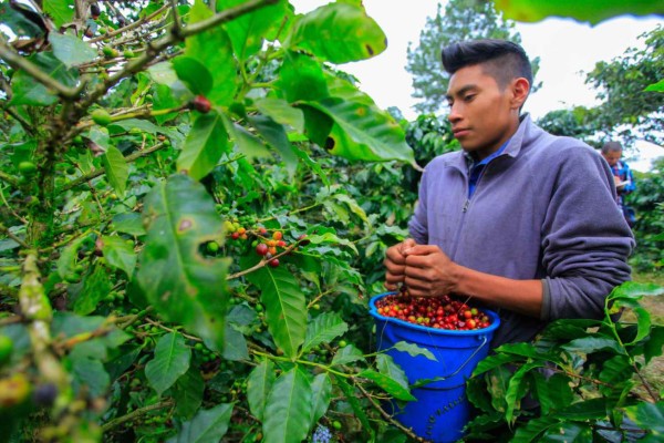 Remesas y café atenuarán efecto del alza del petróleo