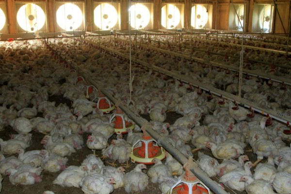 Honduras se alista para entrar al mercado de carne de pollo en Estados Unidos